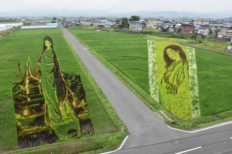 青森田舍館村稻田藝術進入觀賞期,今年以「幽靈畫」與「蘋果娘」為主題