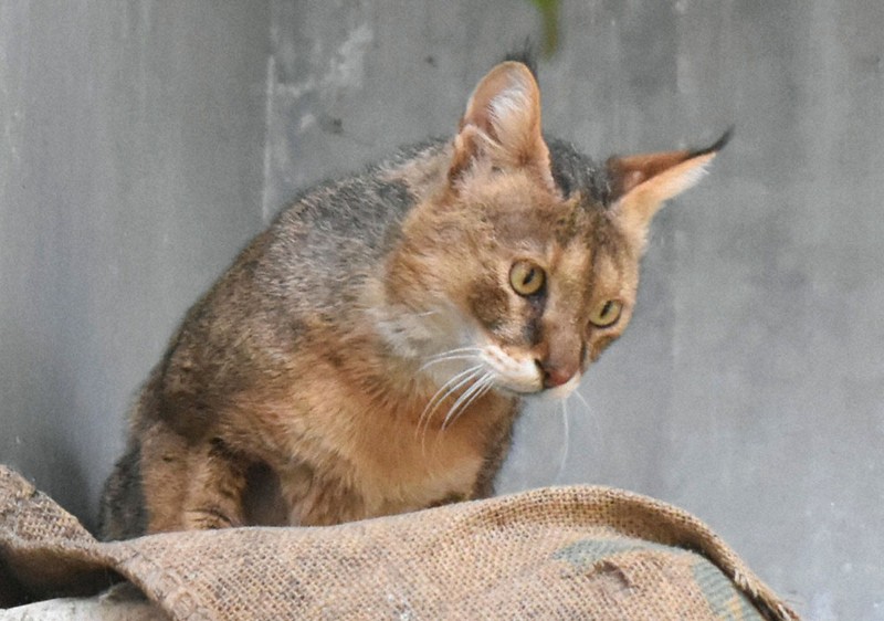 ジャングルキャット 「キリー」天国へ 東山動植物園 ／愛知 | 毎日新聞