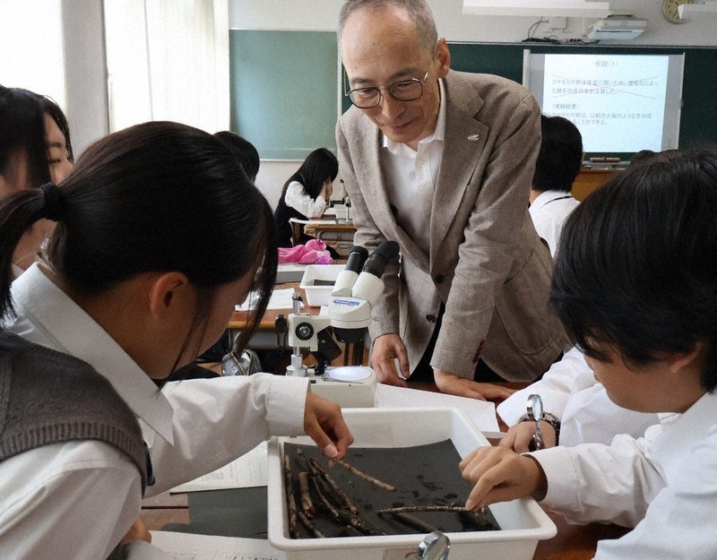 京都大學名譽教授與高中生實驗:熊蟬幼蟲在雨天孵化