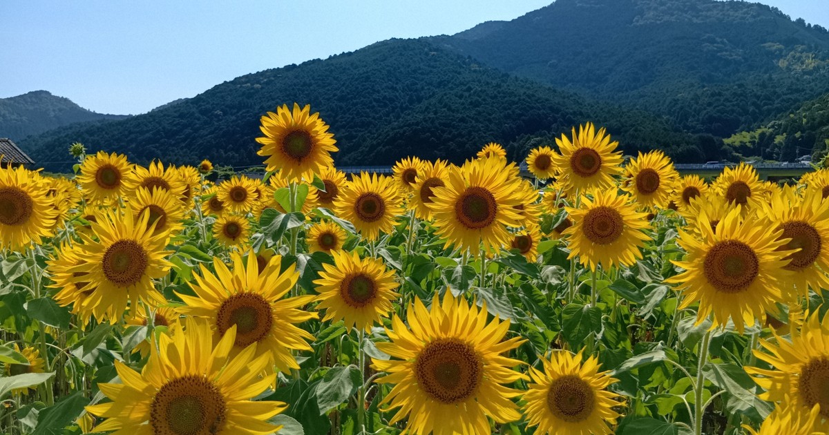 愛媛縣西予市向日葵花海盛開 可免費帶回家