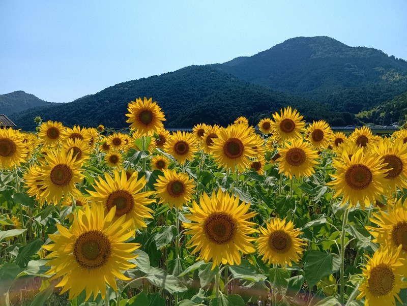 愛媛縣西予市向日葵花海盛開 可免費帶回家