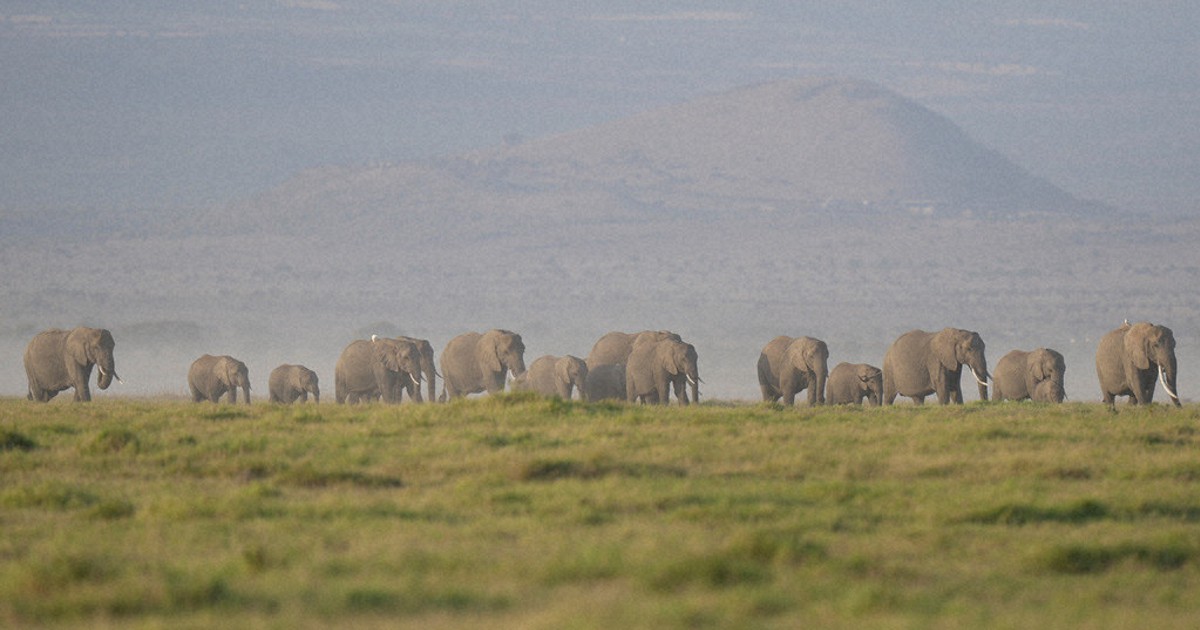 The deaths of 15 elephants in Kenya's Amboseli National Park spark investigation